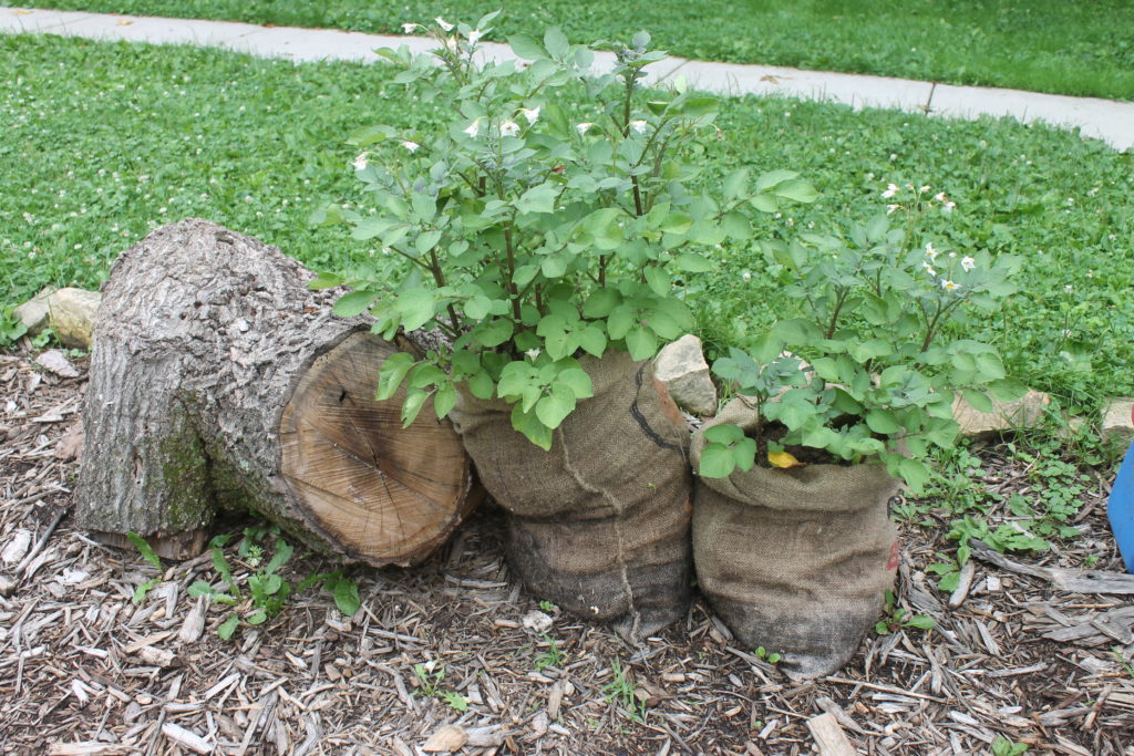 Garden fresh potatoes growing in burlap sacks