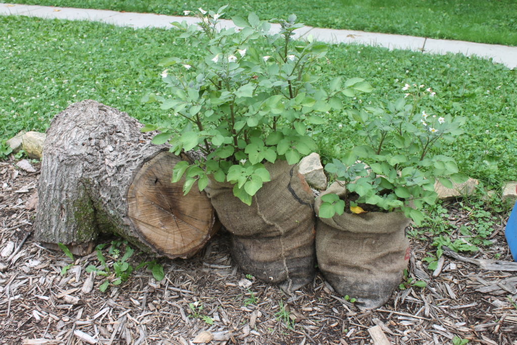 Potato Plants in Burlap Sacks Potato Plants in Burlap Sacks