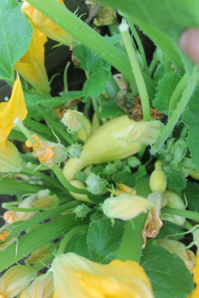 Zucchini and Summer Squash Garden Harvest