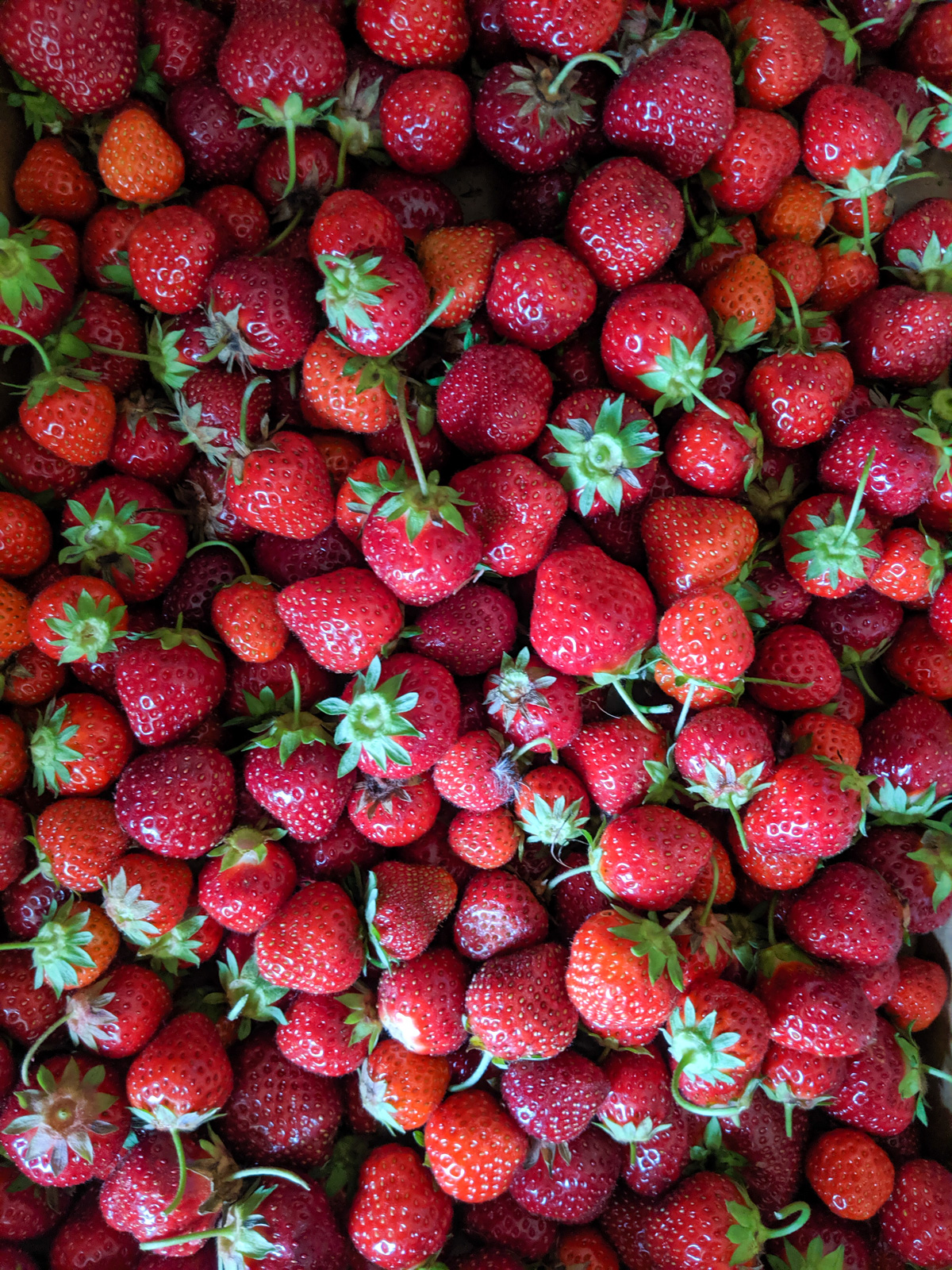 Lots of berries from going strawberries picking.