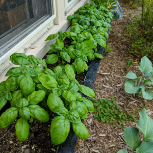 A window box planter full of basil grown from seed.