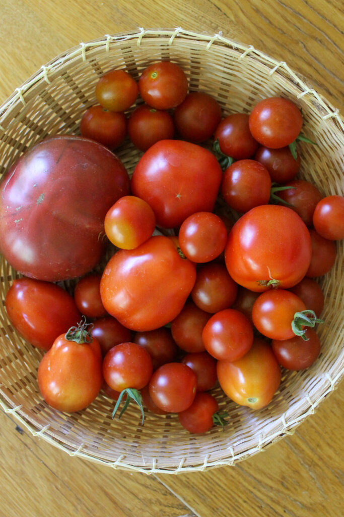 Basket of fresh tomatoes from the garden.