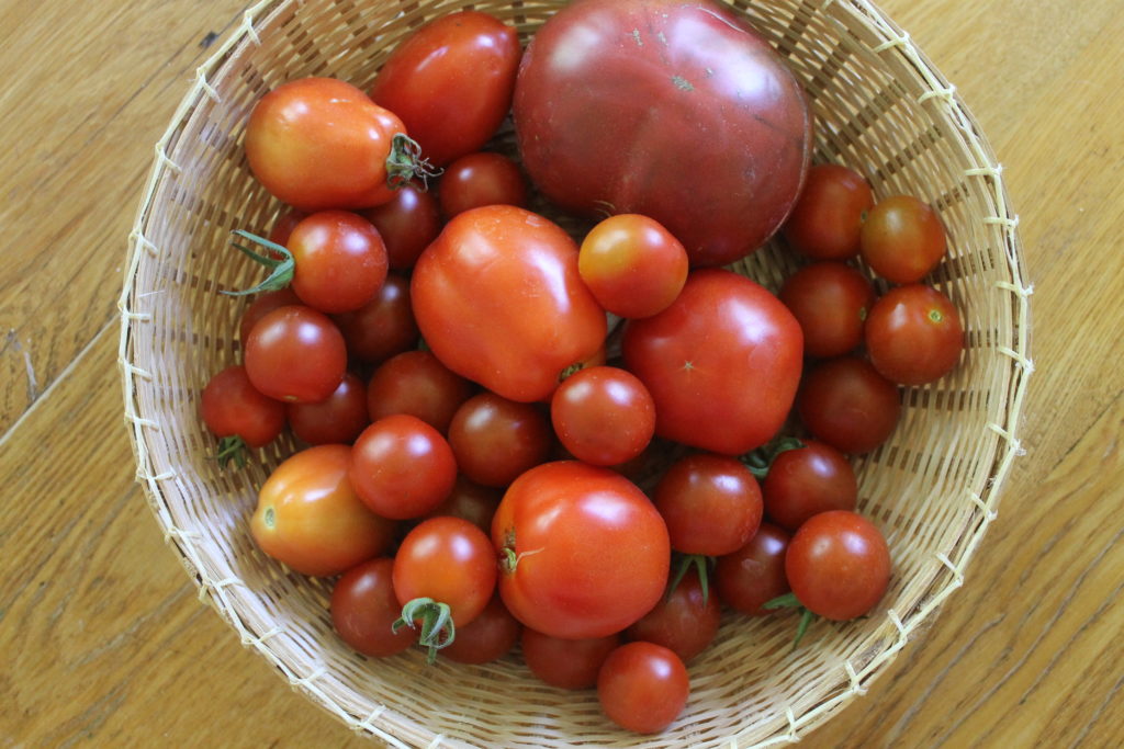 Garden Tomatoes Garden Tomatoes