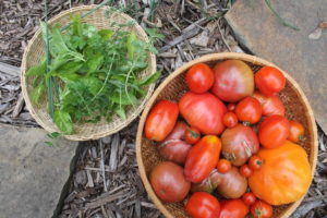 Freezer Marinara Tomatoes and Herbs