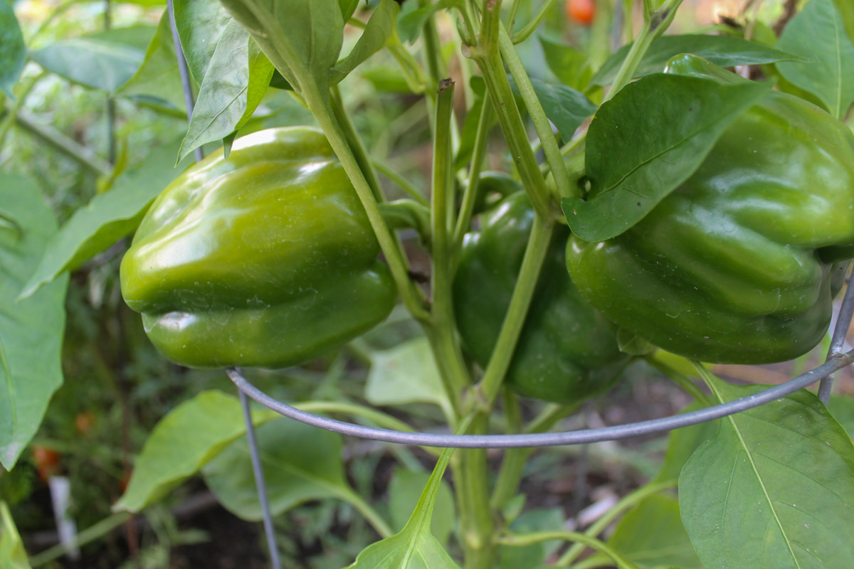 Green Bell Peppers growing on the plant.