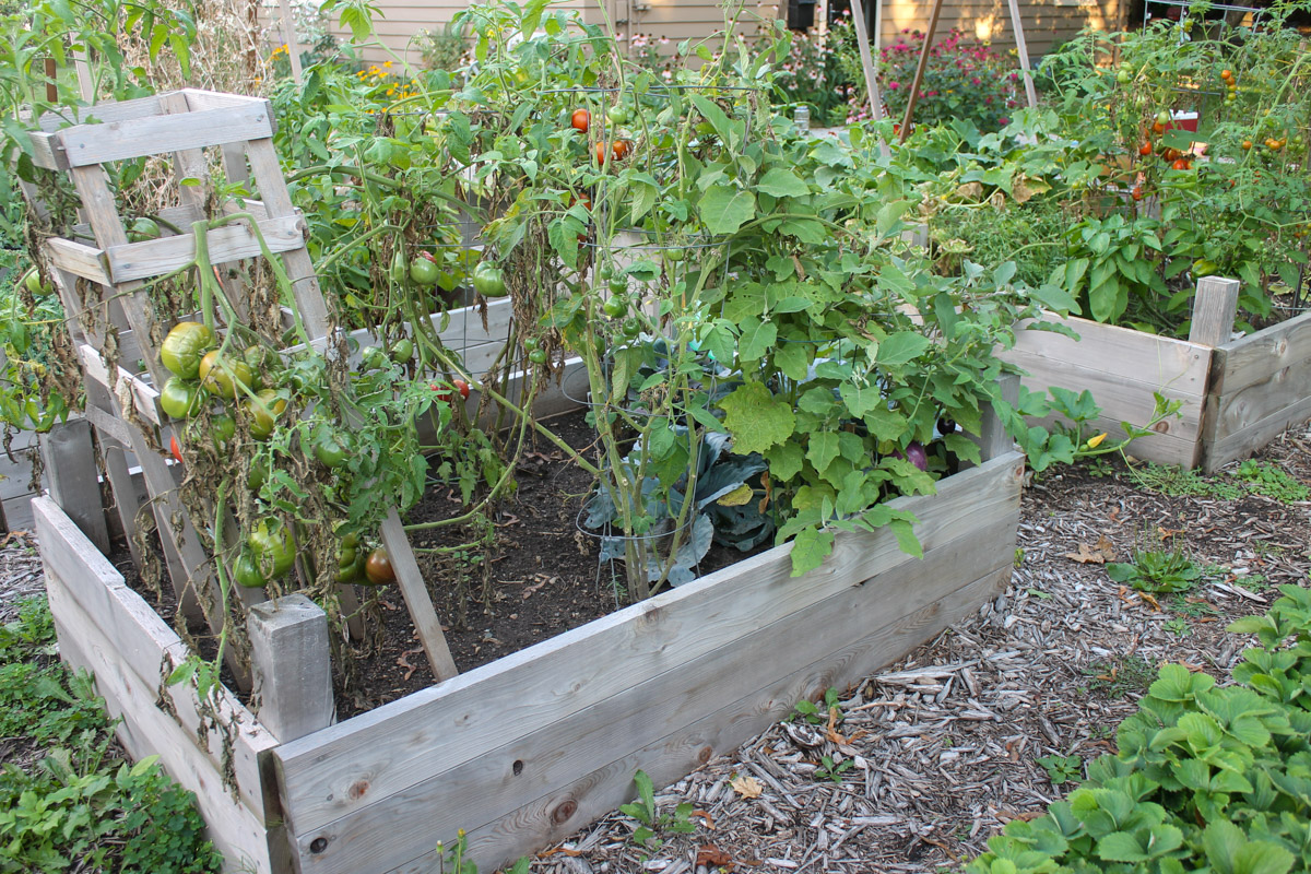 Tomato plants in the garden.