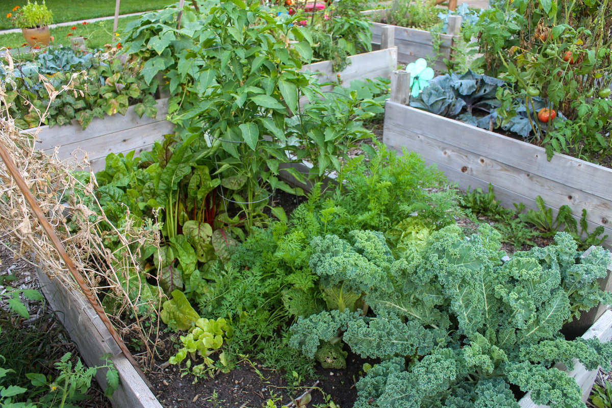 Raised bed gardens with kale and tomato plants.
