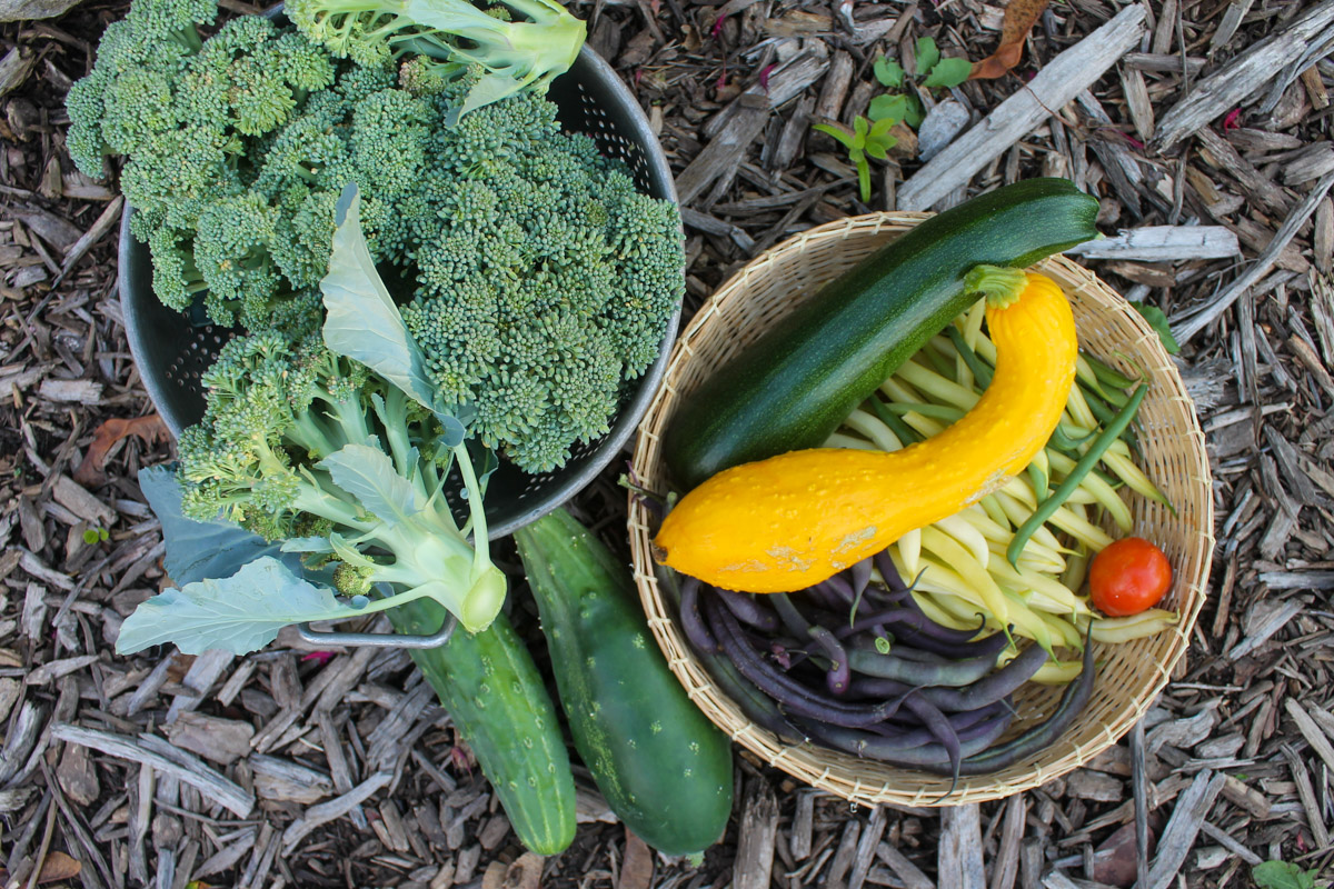 Garden vegetable harvest in baskets and bowls on the ground.