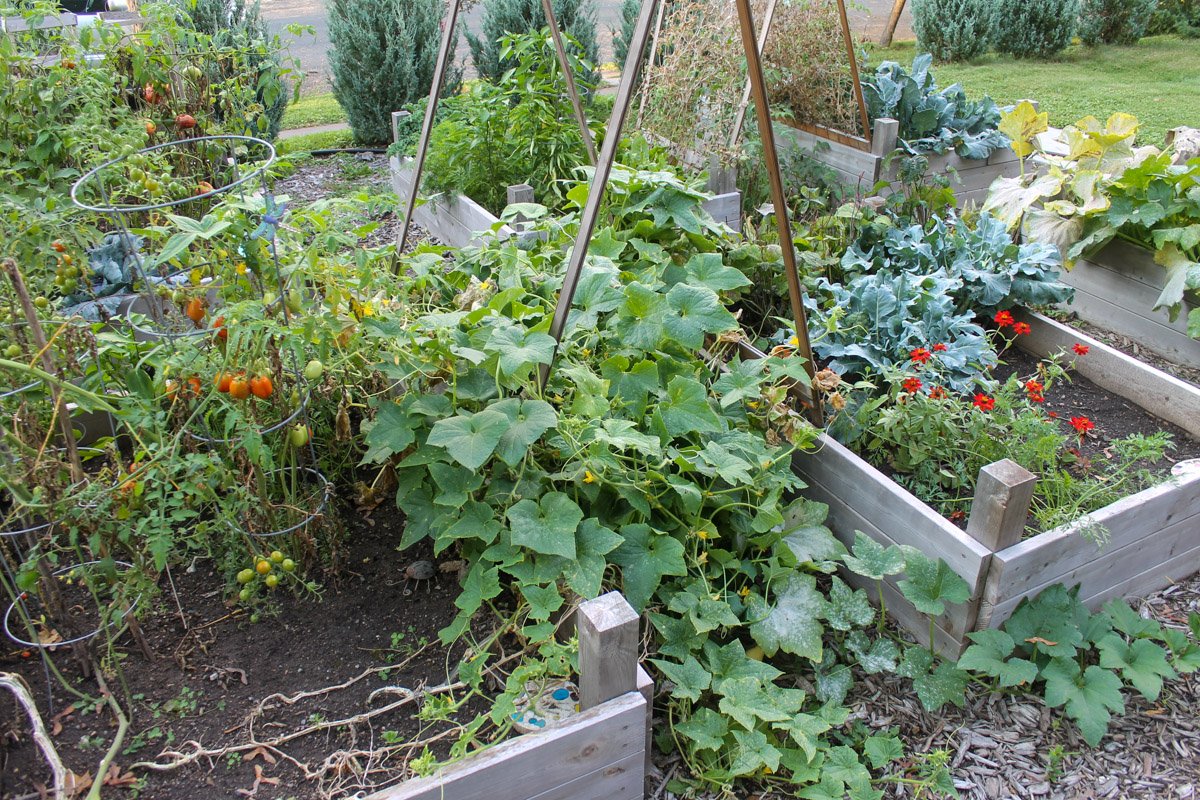 Cucumber vines so big and heavy they fell from the trellis.