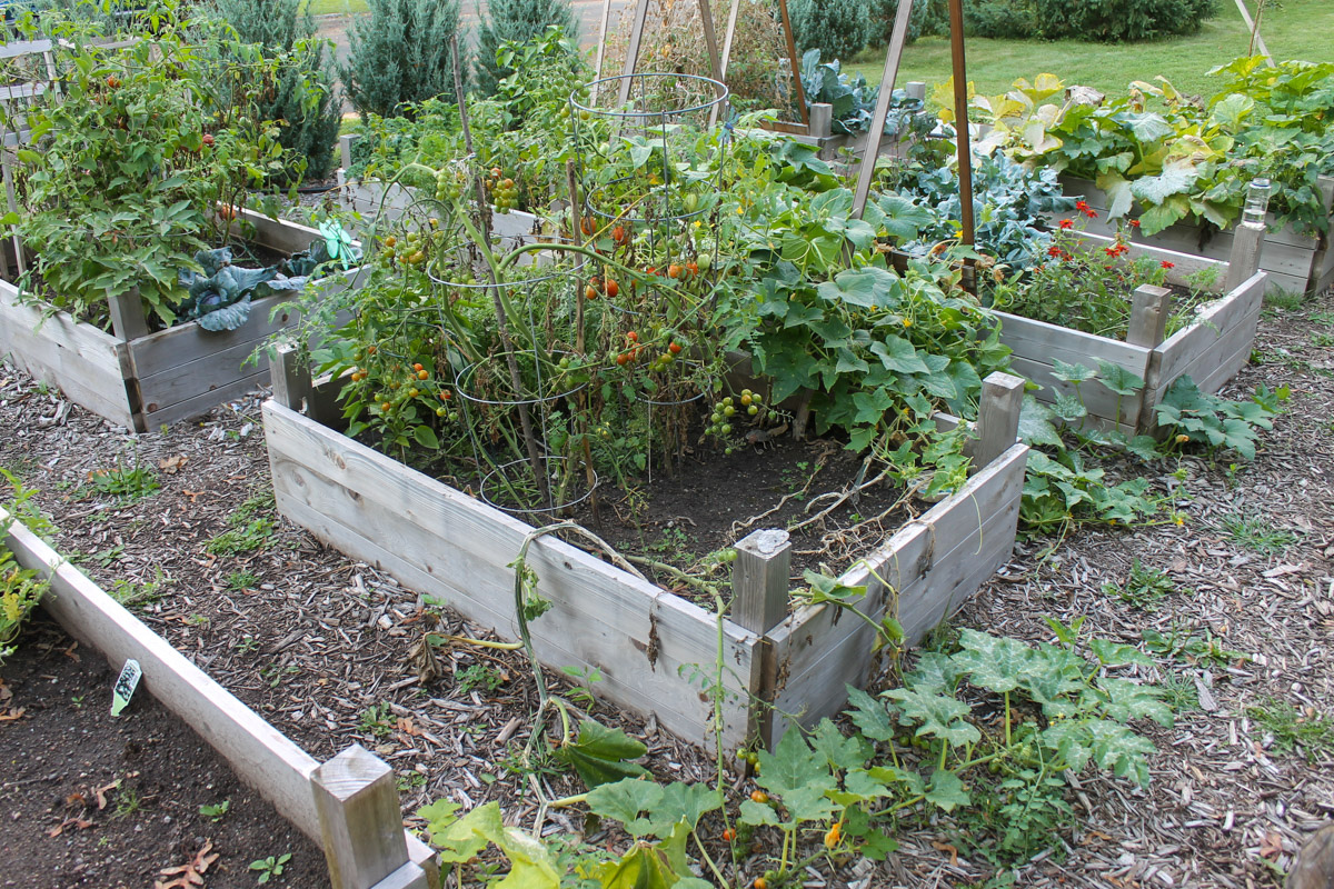 Raised bed gardens at the end of summer with lots of veggies still to harvest.