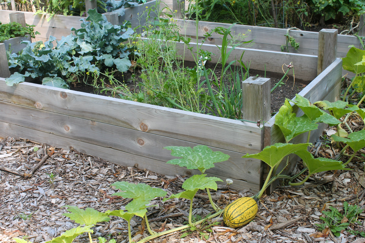 Winter squash growing on a vine out of a raised bed garden.