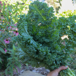 A handful of garden picked kale.