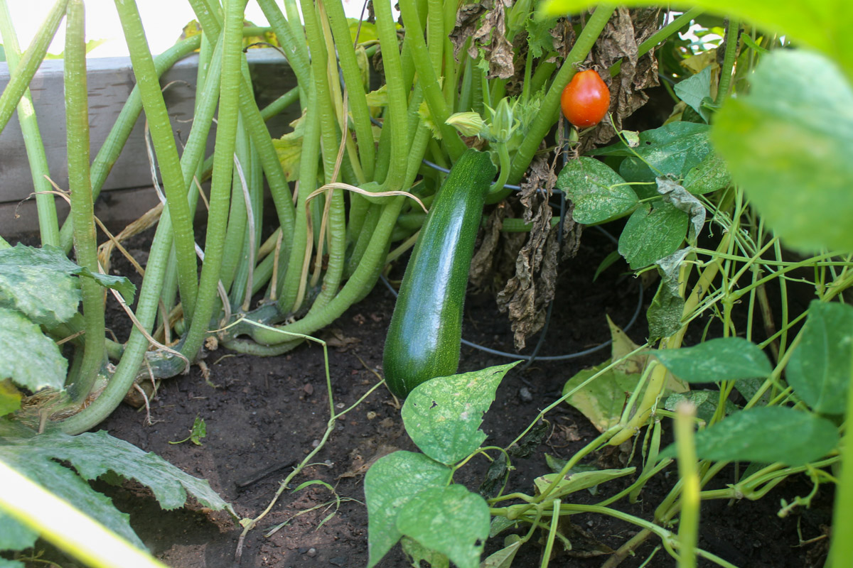 Zucchini growing in the garden.