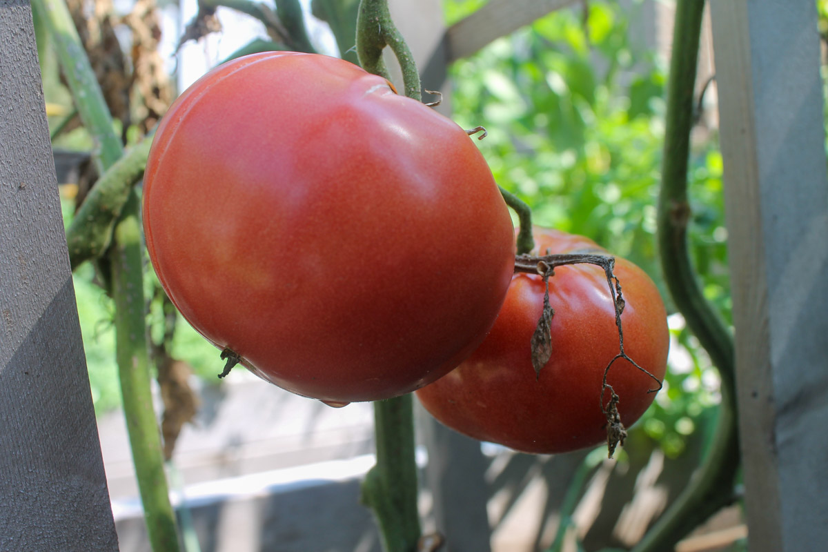 Garden fresh tomatoes on the vine.