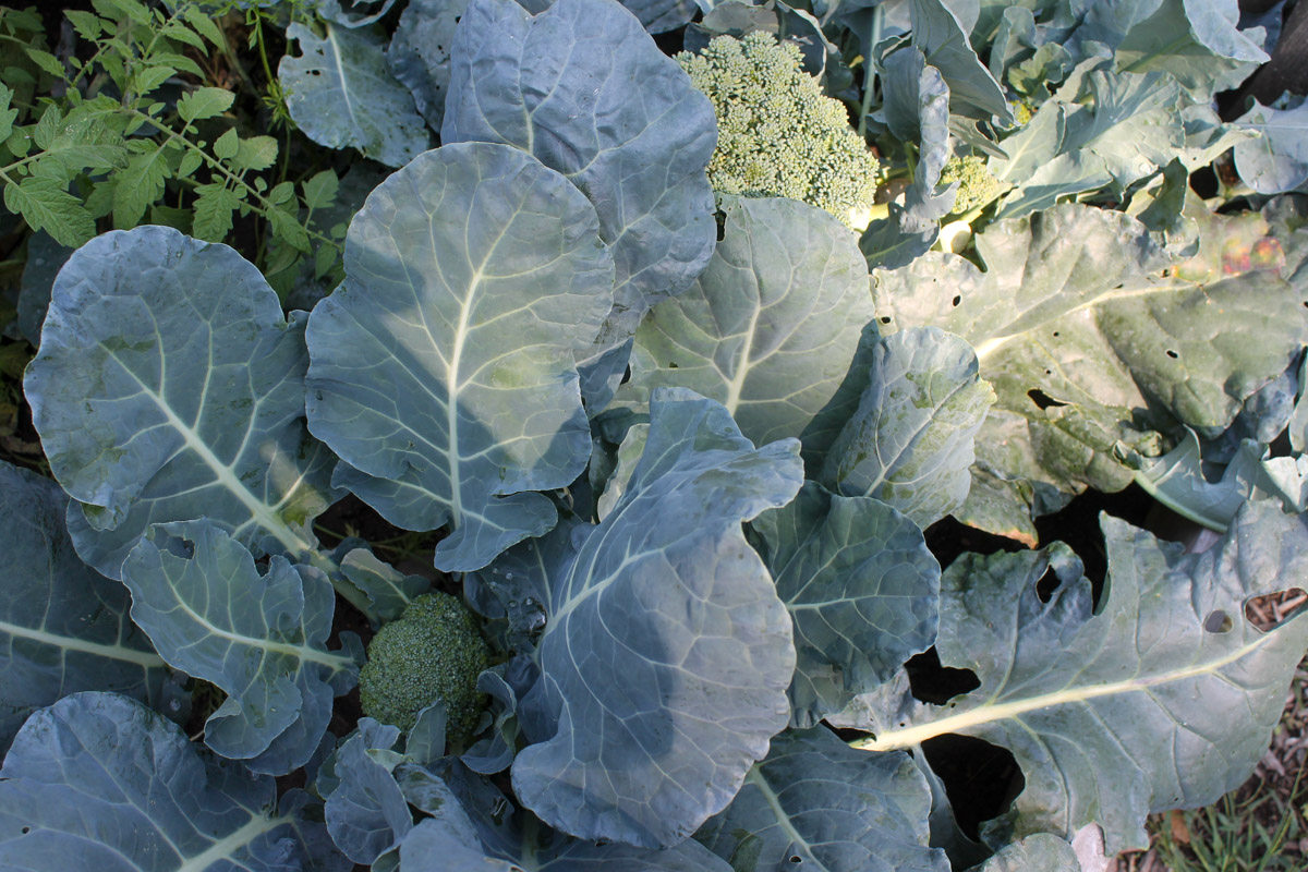 Broccoli plants in the garden.