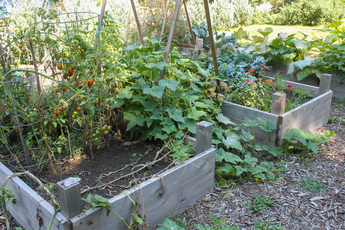 Tomatoes and other vegetables growing in raised bed gardens.