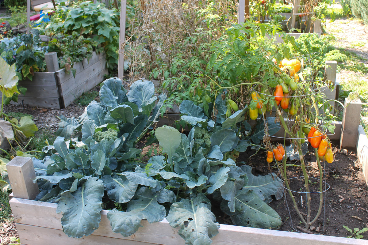 Raised bed vegetable garden with broccoli and tomato plants.