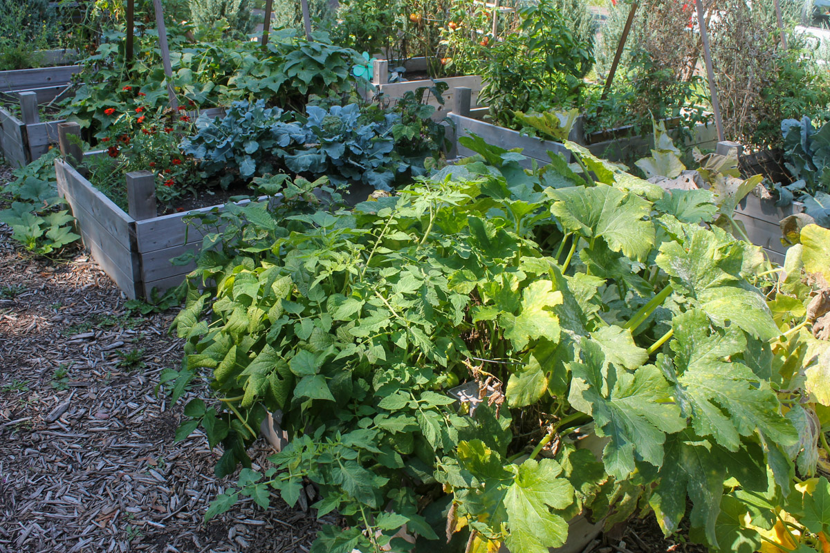 Raised bed veggie gardens.