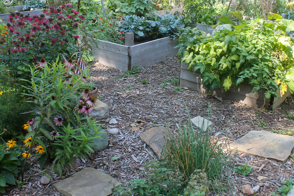 Pollinator garden flowers near raised bed vegetable gardens.