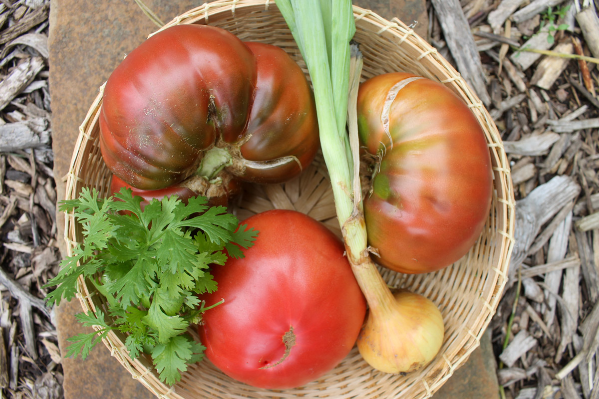 A basket of harvested tomatoes, herbs and spring onions.