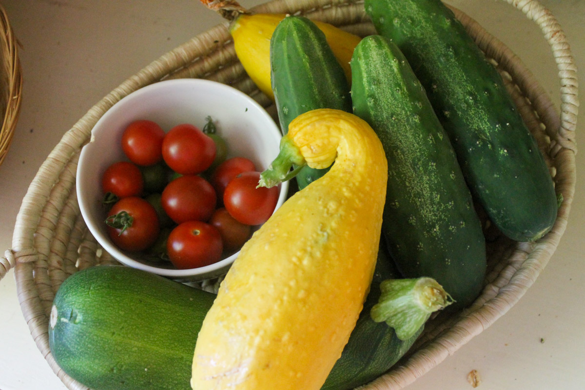 A basket of harvested zucchini, yellow summer squash, cucumber and tomato.