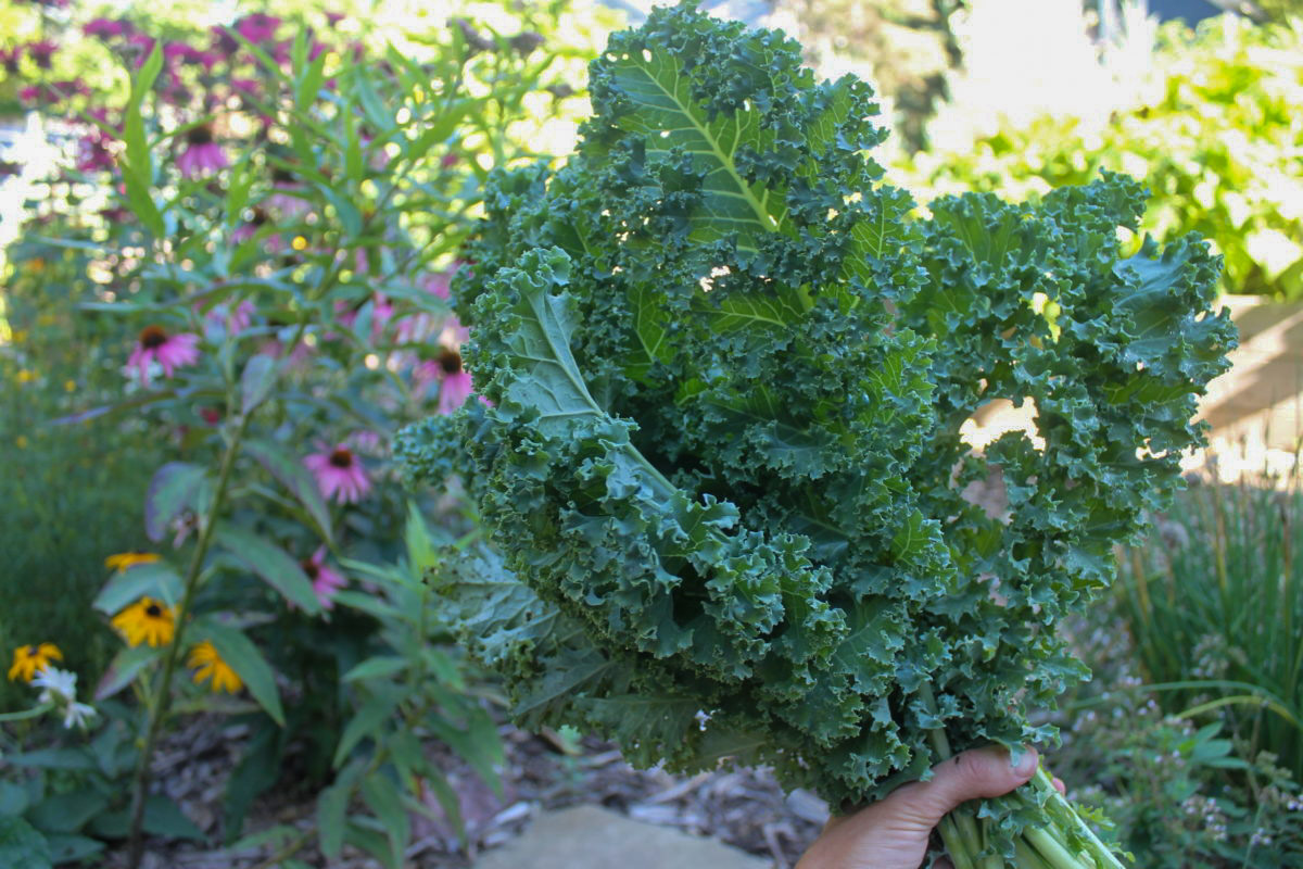 A handful of garden picked kale.