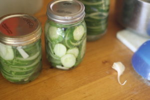 Cucumber harvest for refrigerator pickles