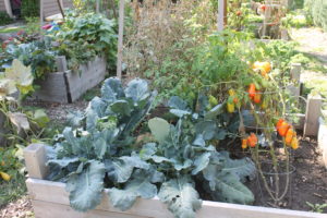 raised garden vegetables