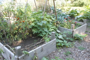 garden fresh produce from raised bed gardens
