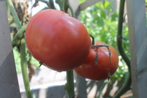 Garden fresh tomatoes