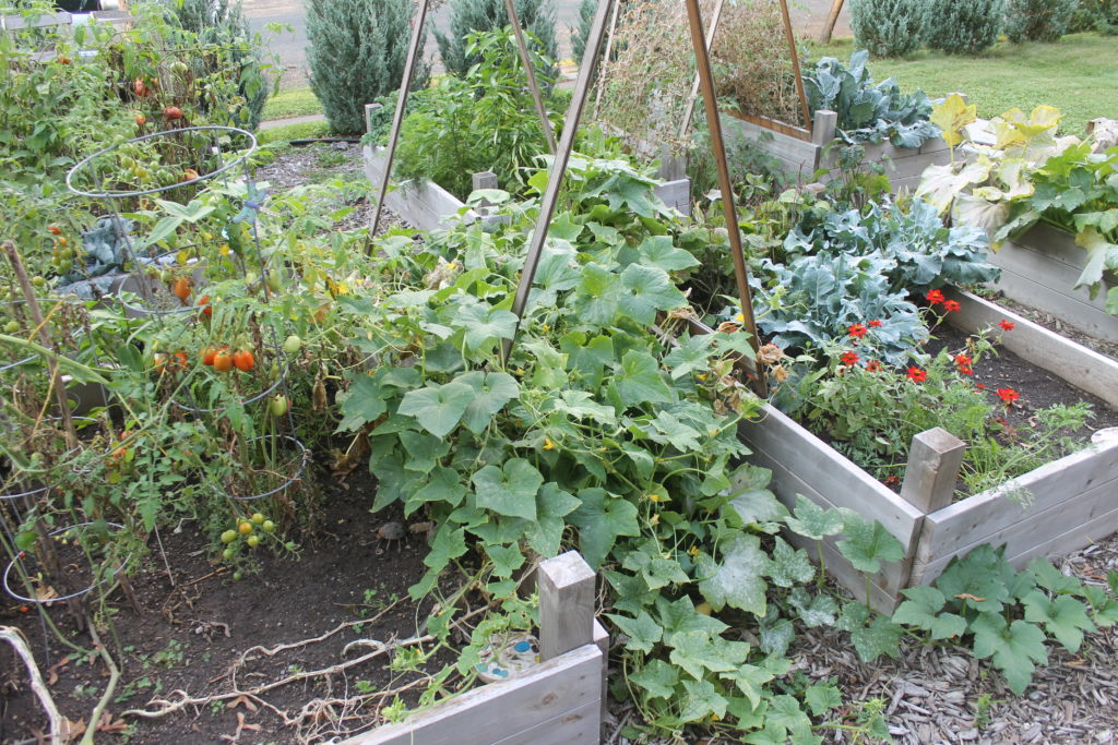 Raised garden vegetables