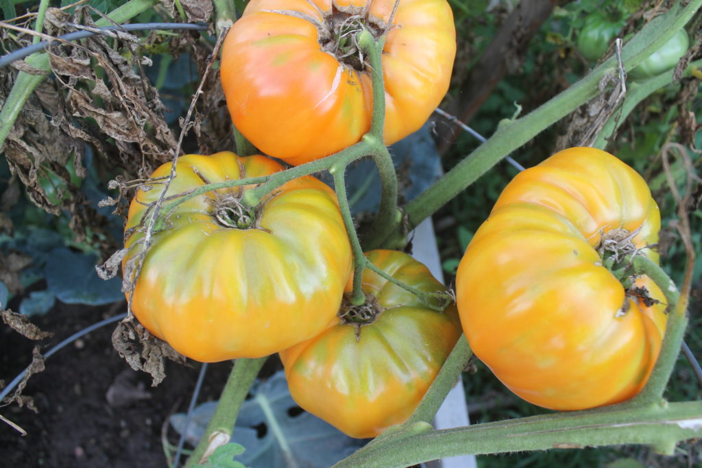 Garden Tomato Harvest