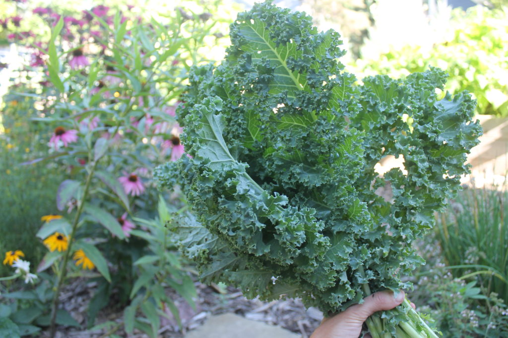 Harvesting kale