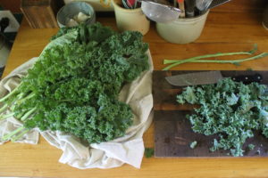 Harvesting kale for making kale chips