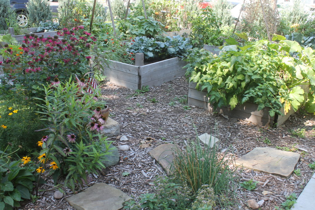 Grow food in a raised bed vegetable garden