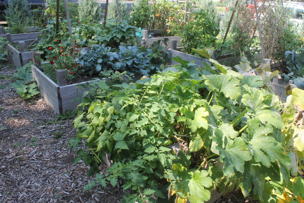 Grow food, raised bed vegetable garden
