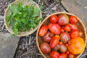 2 baskets of garden harvest tomatoes and herbs.