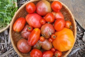 A large basket of homegrown garden tomatoes for sauce.