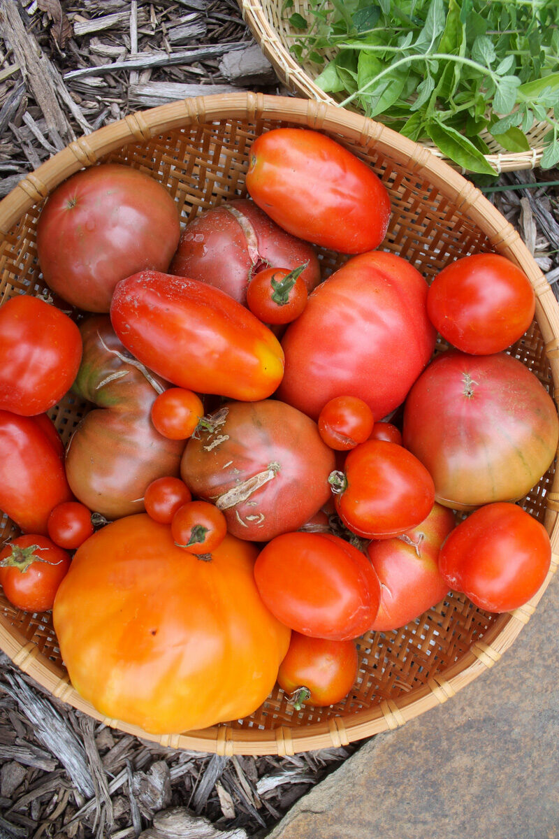 A large basket of homegrown garden tomatoes for sauce.