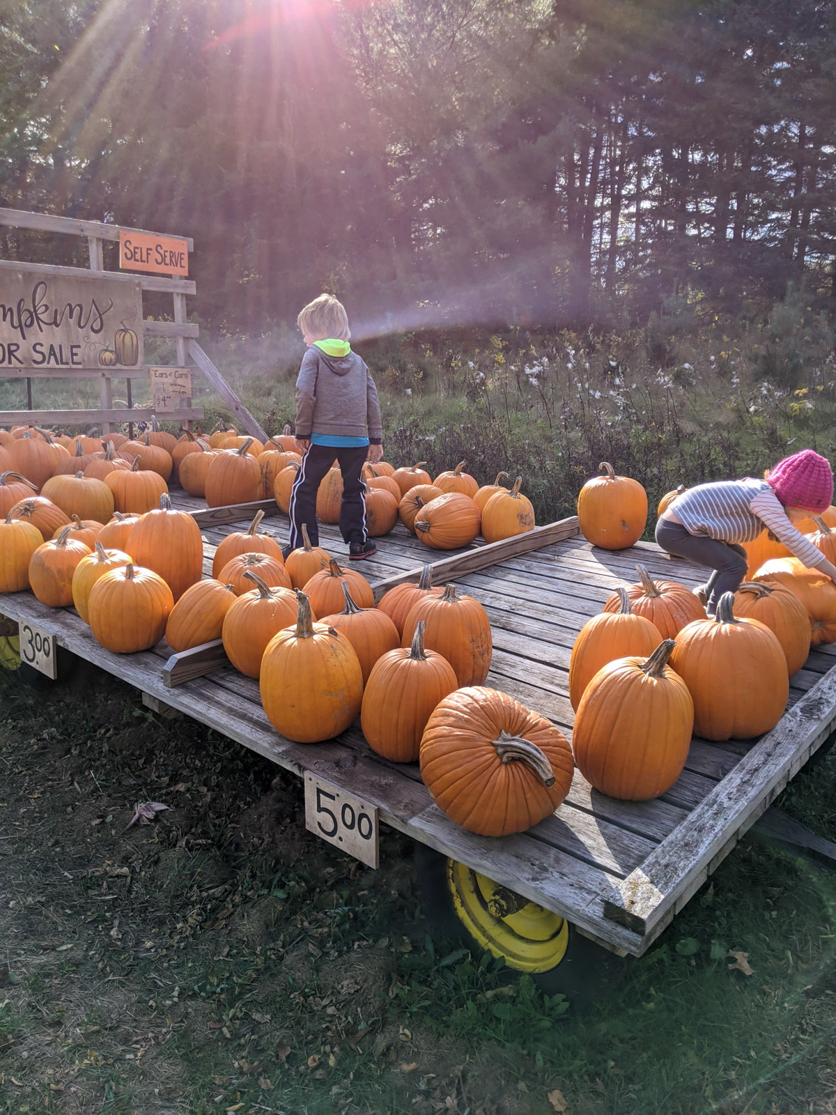 Kids selecting a pumpkin from a large pumpkin patch truck.