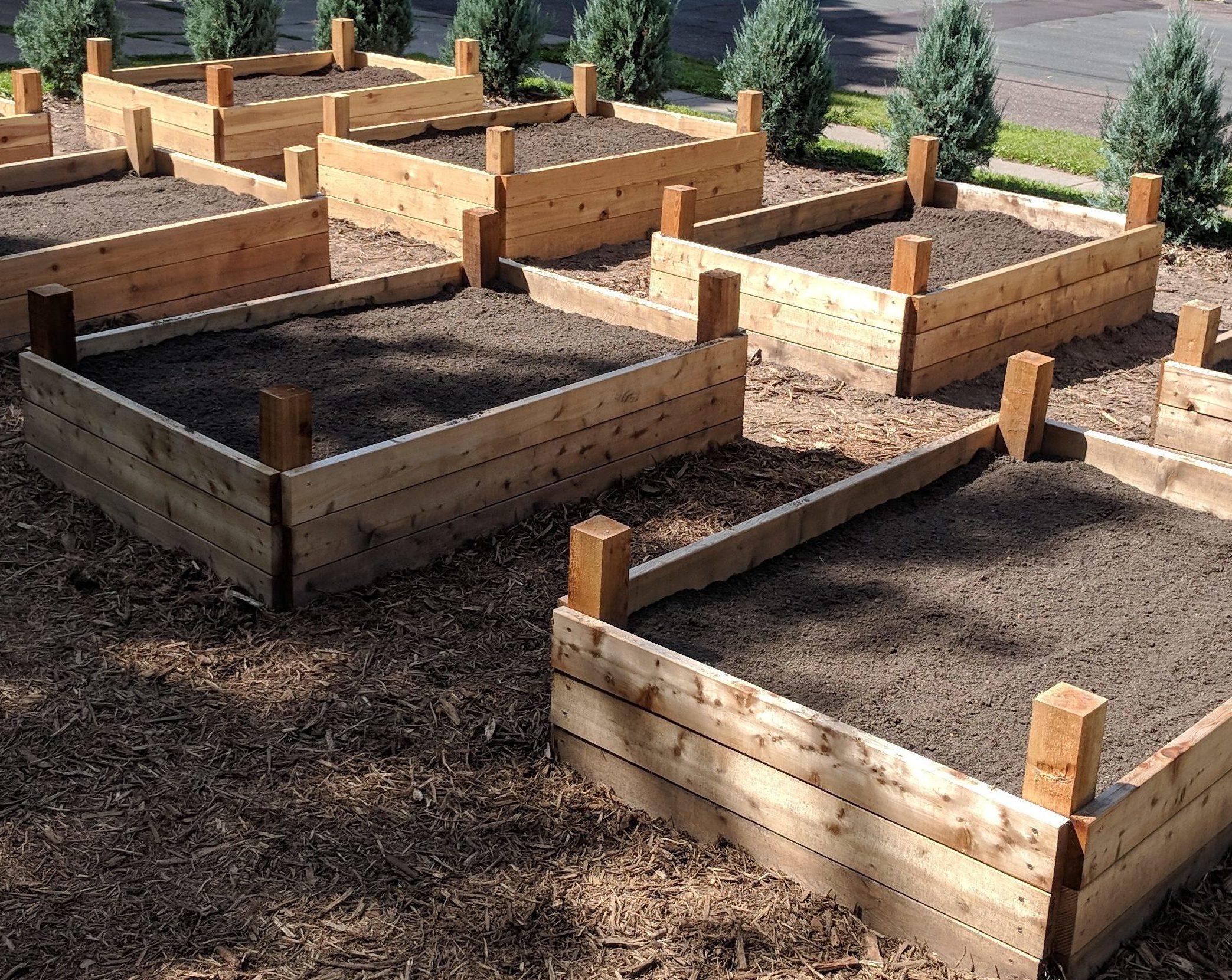 Newly built cedar raised bed vegetable gardens.