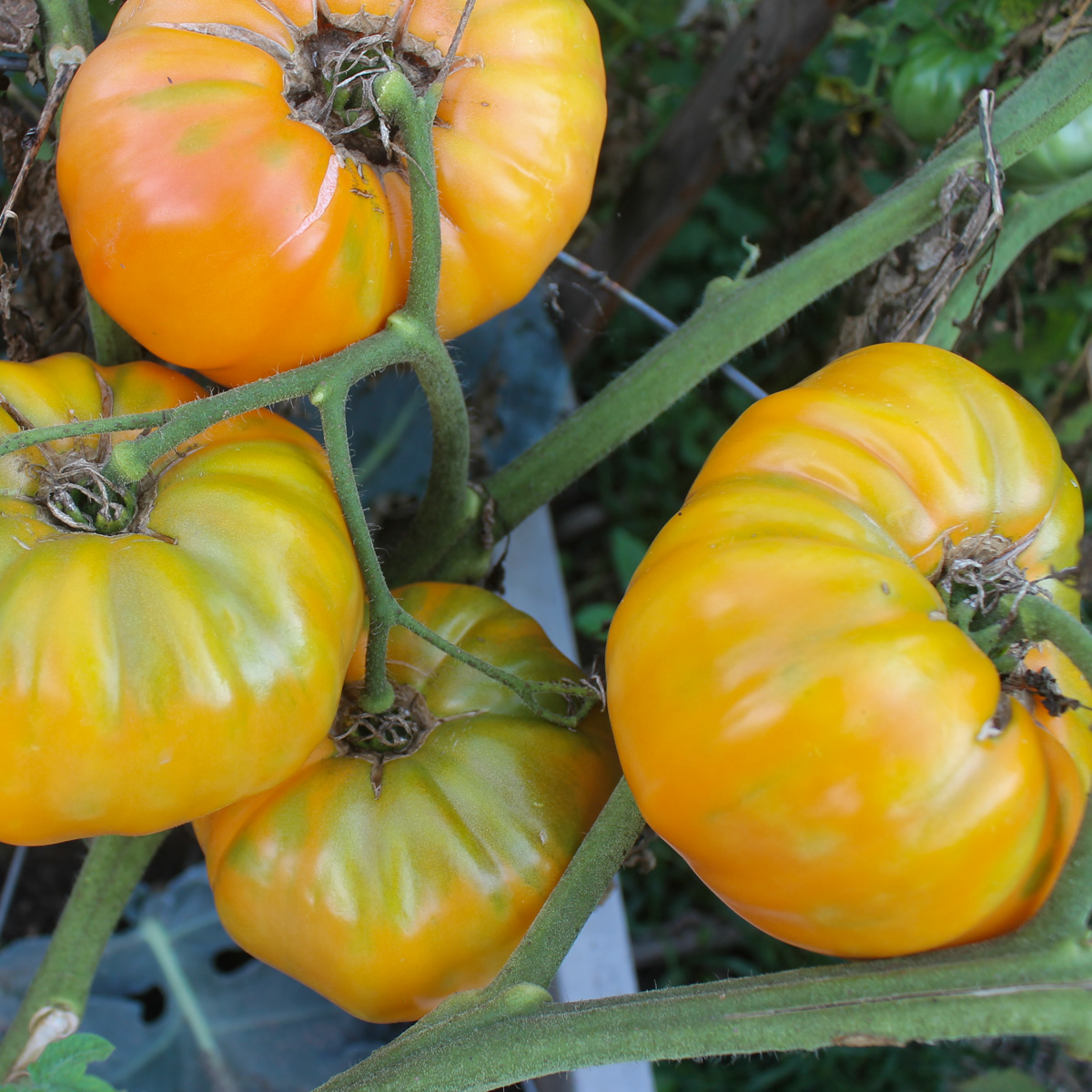 Yellow tomatoes on the vine.