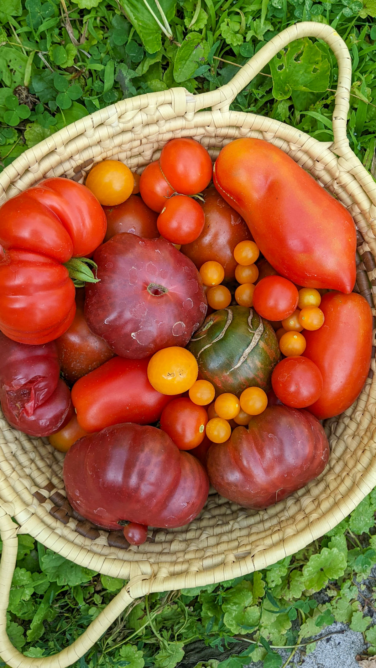 A basket full of garden tomatoes sitting outside.