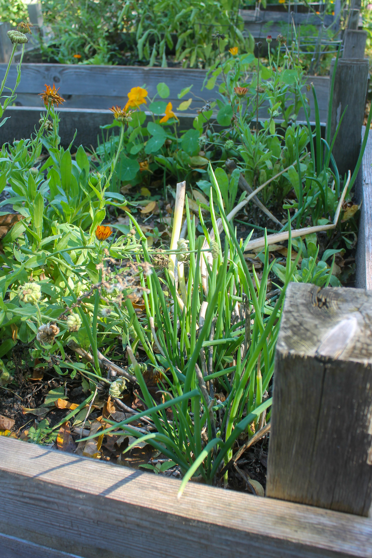 Herbs growing in a raised bed vegetable garden.