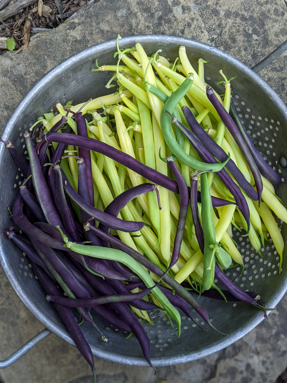 A colander full of purple, yellow and green beans picked from the garden.