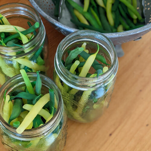 Three jars of blanched green beans to freeze with a colander of more beans.