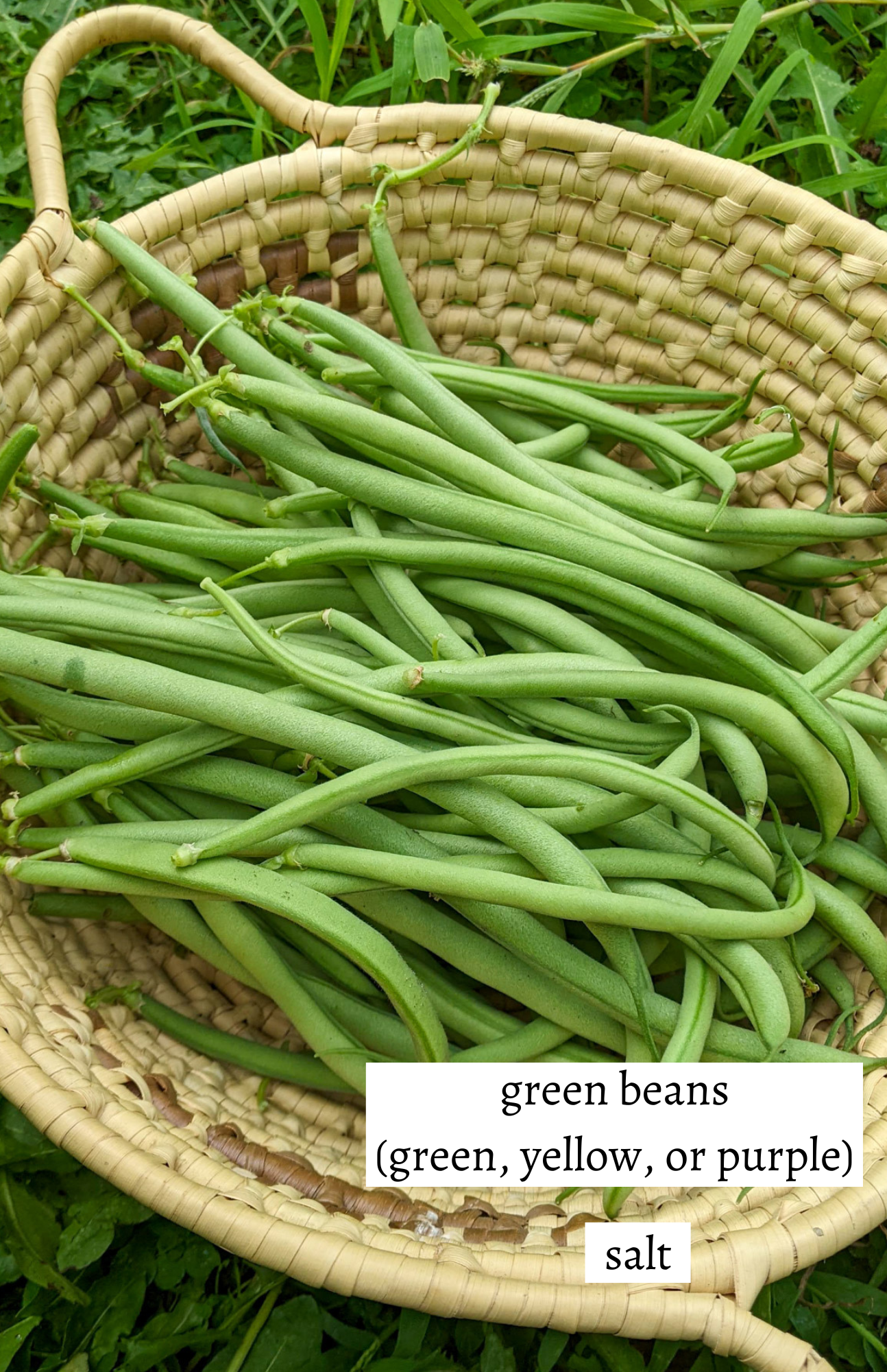 A basket of green beans picked from the garden, labeled to blanch and freeze.