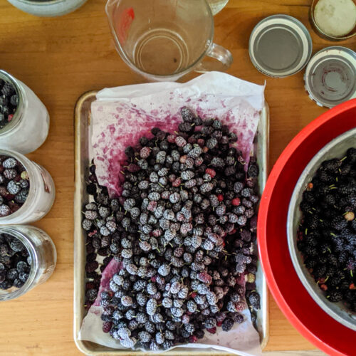 Frozen berries on a sheet tray with parchment paper and jars of frozen berries.