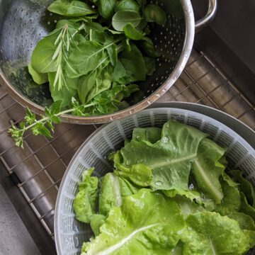 Lettuce and herbs in a salad spinner in the sink.