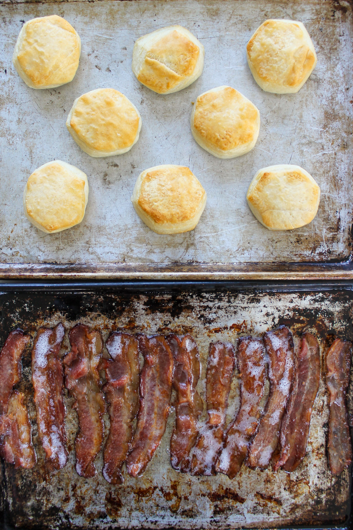 A sheet pan of oven cooked bacon and a pan of baked biscuits.